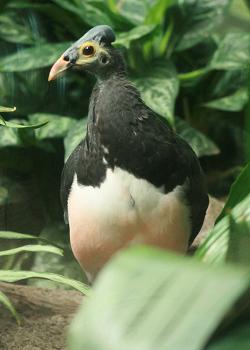 Maleo (Macrocephalon maleo)