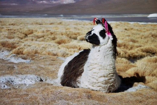 Quite Comfortable - Bolivia
