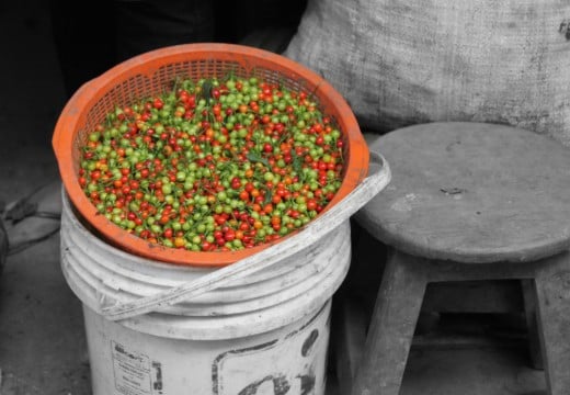 Chilis in Peru