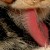 Cats have a spike-like taste buds on their tongue