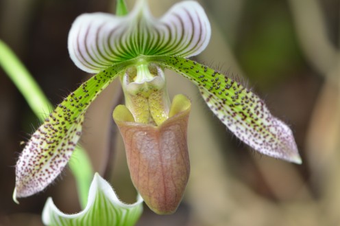 Photo 4 - The vertical lines of green and white on this orchid just amazed me.