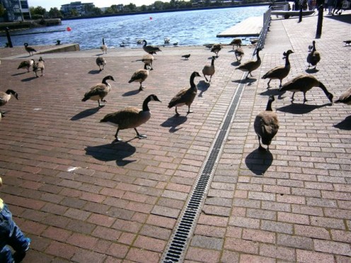 Waddling  around like the place belongs to them, these geese kept me company for eight days. 