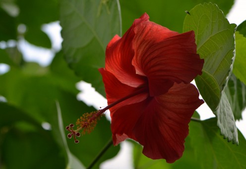 Photo 12 - Red Hibiscus Flower