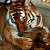 Tiger enjoying a salt-lick