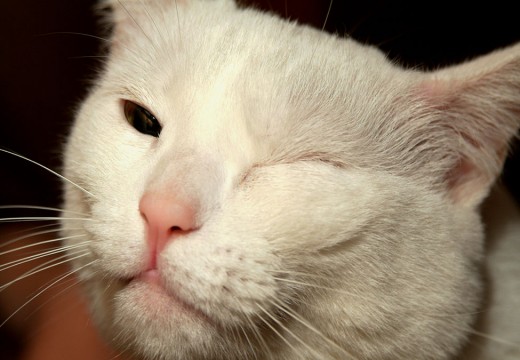 Winking white cat  "Hey Baby, what's shakin'?"