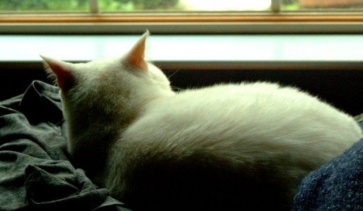 Cat in the window's light