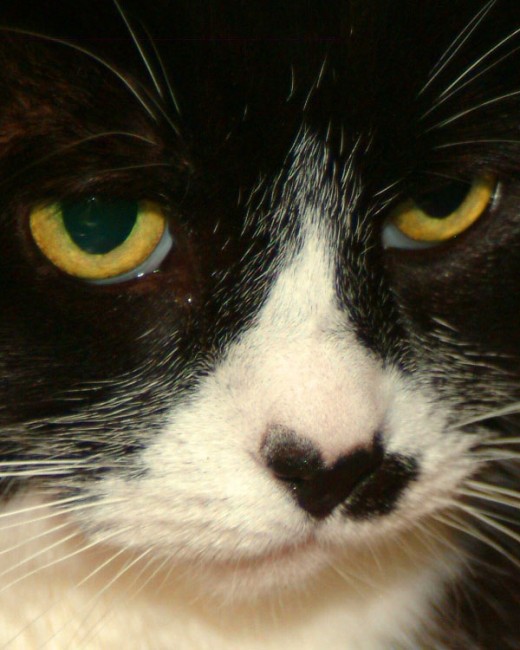Tuxedo cat eyes and nose
