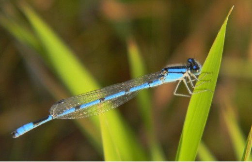 Blue translucent insect on slender green:  This dragonfly grasped the blade for several minutes; almost as though it purposely posed for my camera.