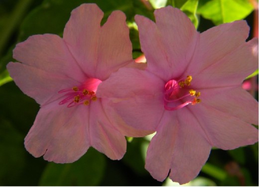 Four-o-clocks in morning sunlight prepare to curl into oblivion.  These blossoms bloom in the late afternoon and wilt in the morning.  I really like their floral fragrance!