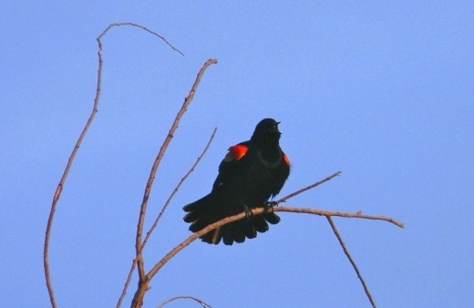 This Red-winged blackbird was singing his morning song.  Probably already had a lumpy breakfast by  the pond, and wanted to brag about getting the early worm. 