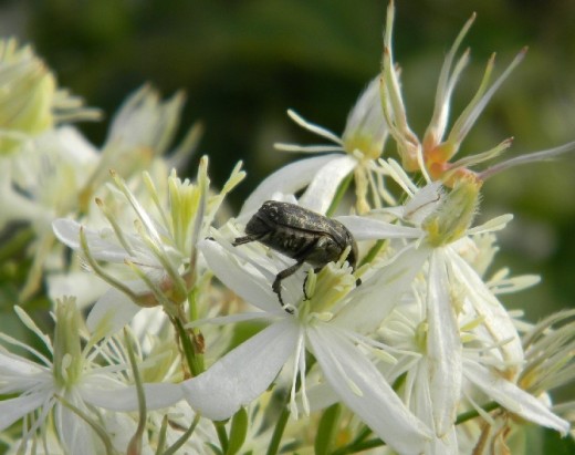 This fat bug was enjoying a breakfast of nectar in a fancy restaurant of white.  I perceived it was a boll weevil, but he would not show his face for the camera.