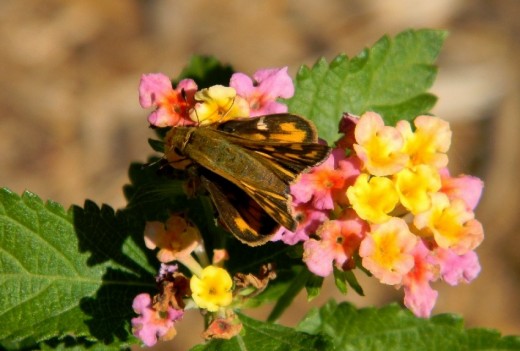 This feisty Skipper made good use of the bright colored offering of this last of the summer flora, a Lantana that is a delightful nectar food for butterflies.