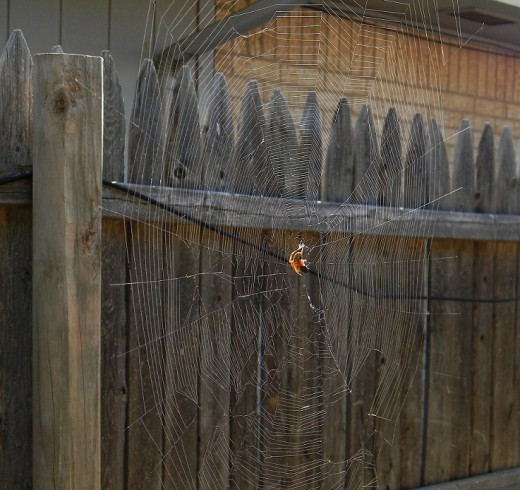 This garden spider had build a HUGE web between the fence and house.  It was almost three feet tall but had been torn by the wind.   The spider was in repair mode, and I stayed far enough away so as to not bother its working.  