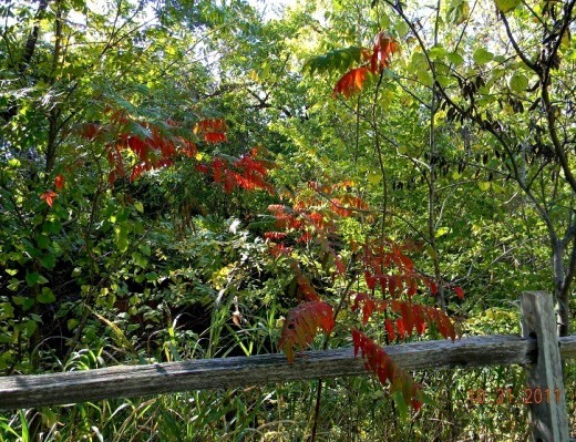 Red, green and sunshine:  Colors decorating a wood rail fence contrast strikingly, as I huff up a small hill on this lovely fall stroll.  Bittersweet vine in left background has not yet turned orangy-red.