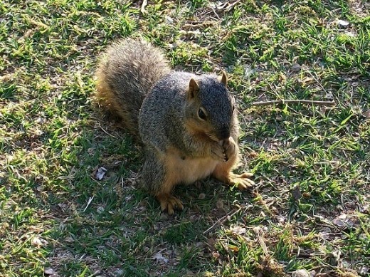 This almost-too-friendly squirrel wanted a gift of food.  It followed me around till deciding there would be no nut-giving today.  He lives in the black walnut trees at Hafer park.  And eats a lot of junk food tossed by hapless admirers.