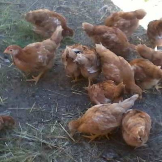 Raising Livestock on Small Acreage