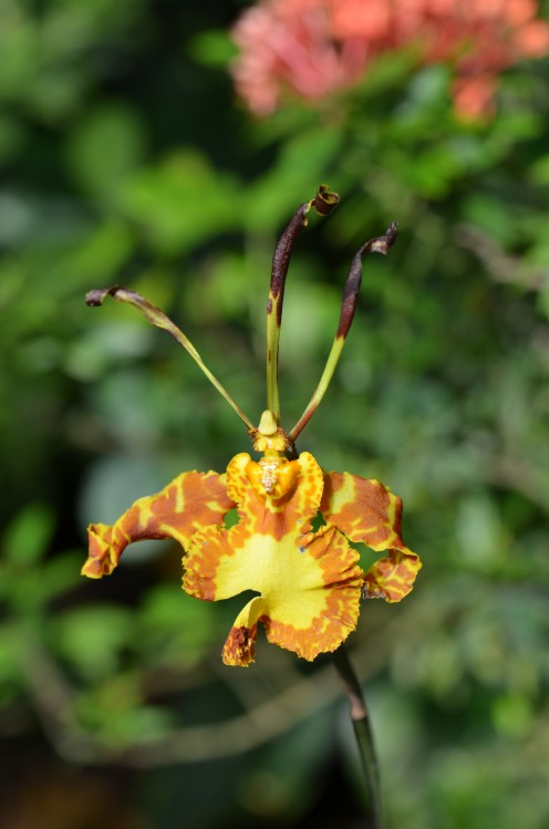 Photo 2 - A totally different feel and colors to this orchid.  I love the different varieties!