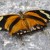 Photo 2 - Orange and black butterfly resting on a rock.