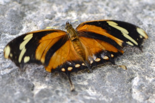 Photo 2 - Orange and black butterfly resting on a rock.