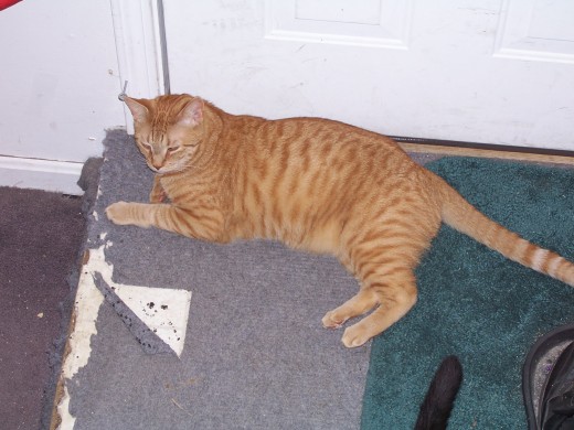 Tiger, age 7, guarding the door and the scratching mat.