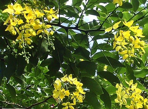 Photo Gallery: The rainbow shower trees of Hilo on the Big Island of ...