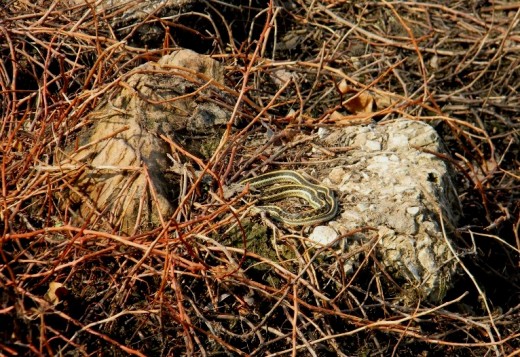 This was a surprise to me!  I had crossed beside the rock, taken pictures, and dramatically discovered it on my way back. The snake was probably warming in the sun.