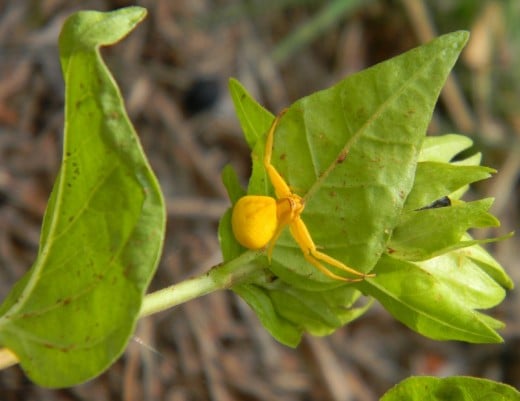 This striking golden spider was climbing on a Four-o-clock stem.  He clung to the leaf like he knew an earthquake was coming. It was, but photography came first. After a few shots, he drew his arms in close to his head and squeezed small as he could