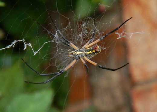 This huge spider had made its web between tall Four-o-clocks beside the garage wall.  It stayed warily in the center of its designed web while I took photos. 