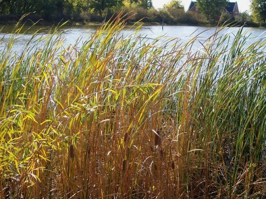 This small area of mature cattails is the only section that survived extensive heat and drought of summer.  I should also add, the tromping of uncaring feet and destructive hands of careless people helped limit their growth.