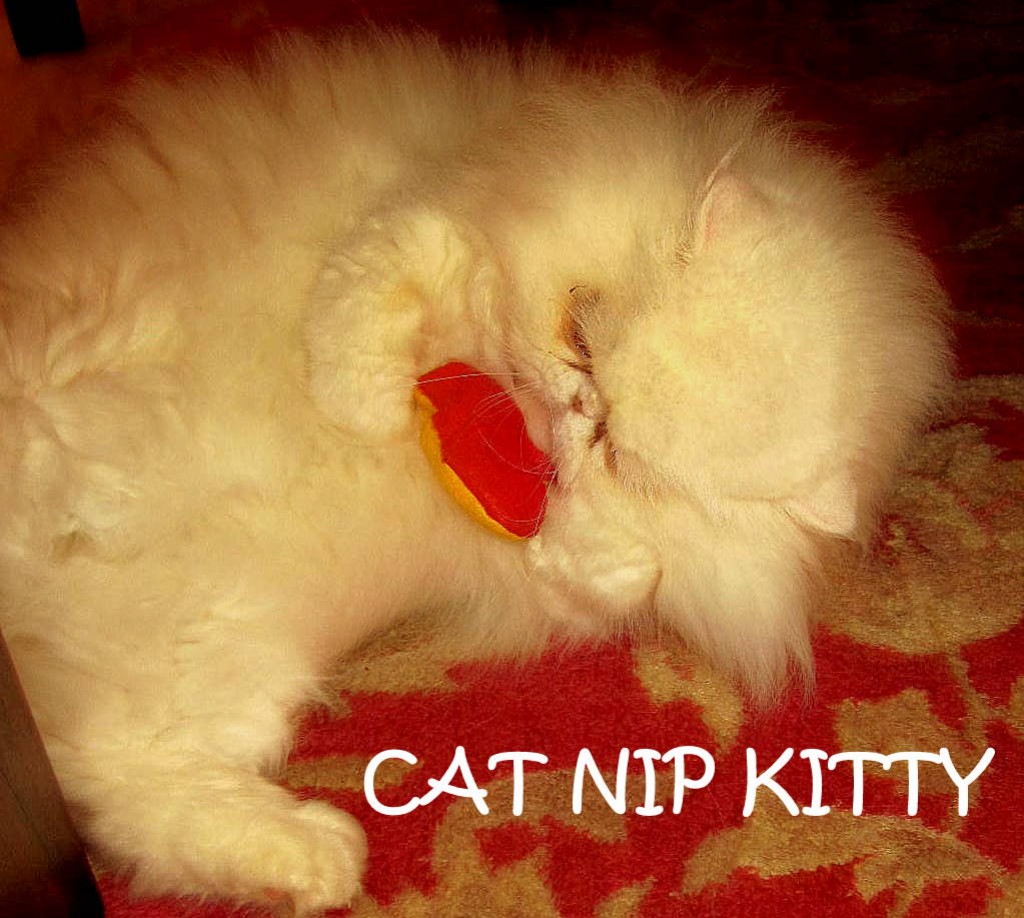 Cat Nip Toys: Great Gift Ideas for the Cat Enthusiast! | HubPages