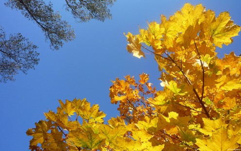 Golden leaves over the desert