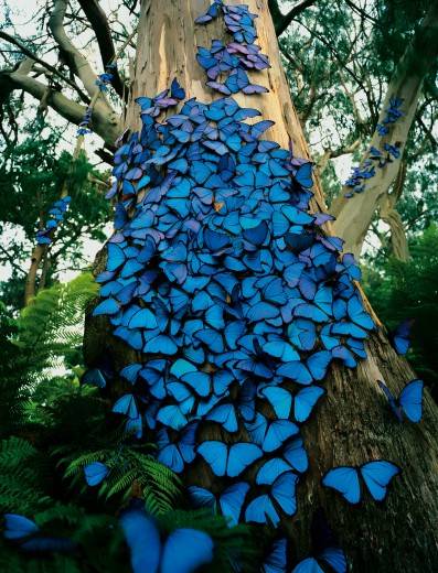 Would that I could create such beauty as these beautiful butterflies.