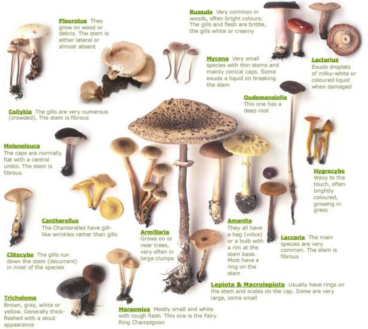 Types Of Poisonous Mushrooms | HubPages
