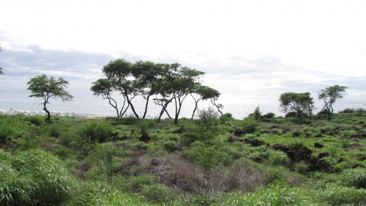 The road to Manele