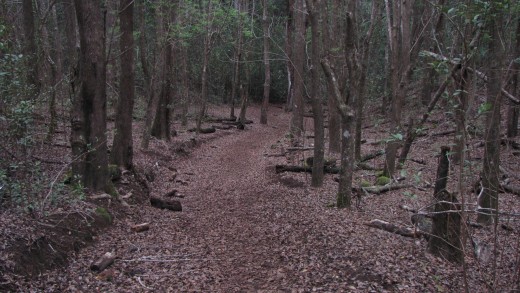Koele Trail