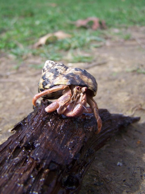 Hermit Crab On Natural Branch