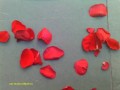 The Soul Speaks-A Series of Poems About Life