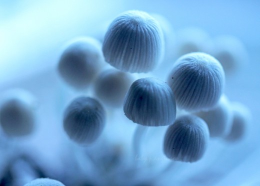 common fungus looking like "nature's umbrellas"