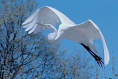 A White Heron