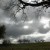 Storm clouds in background of vineyard studded with oak trees.