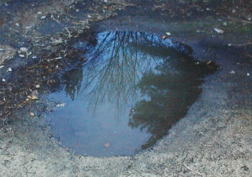 This puddle is like a miniature picture frame of an upside-down world.