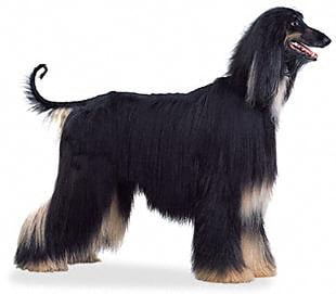 Fatime looked like this dog. She had the beautiful long coat; a nightmare to brush. She was so elegant and gentle. She had her jar broken when she got into it with Barbarella.