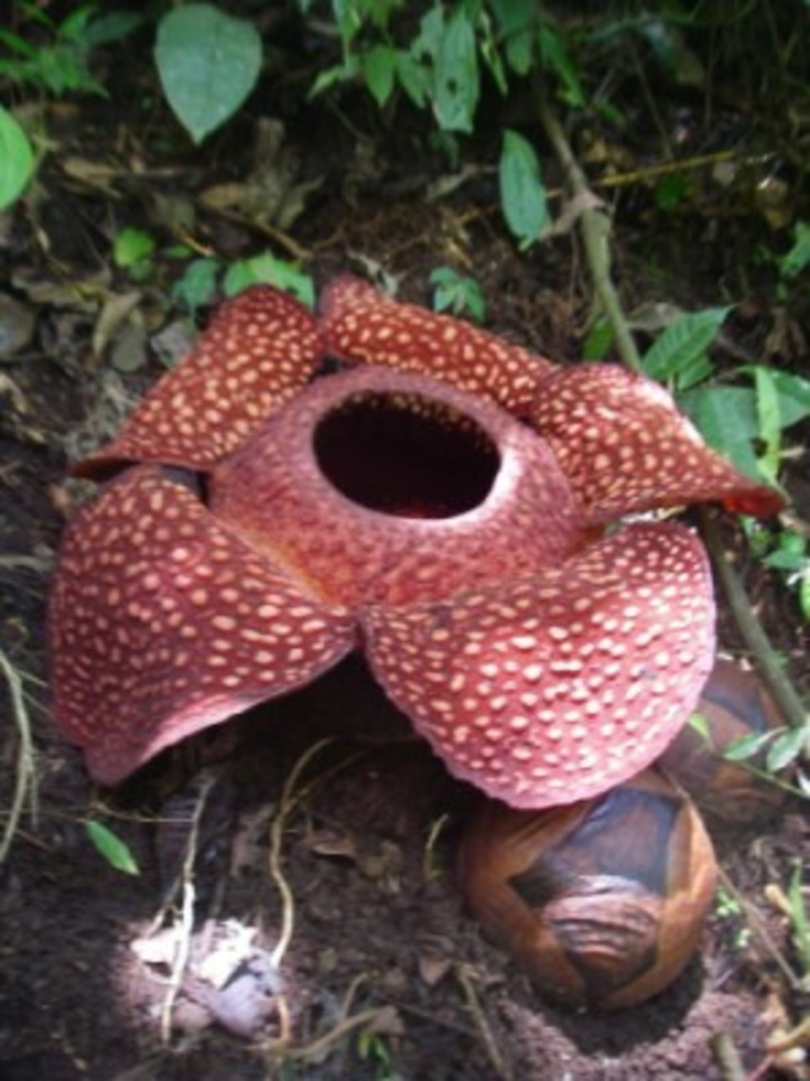 Rafflesia arnoldii flower and buds.