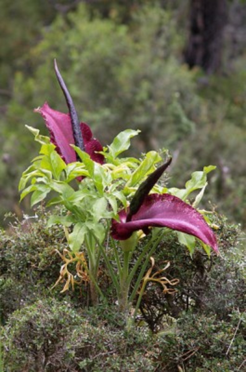 Dracunculus vulgaris in flower