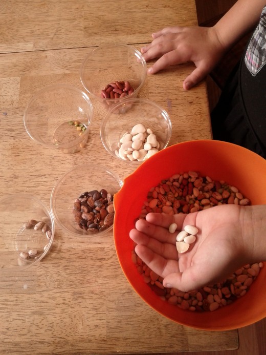 Sorting Beans For Turkey Feathers