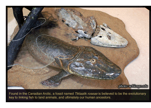 This is a reconstruction showing how the fish with limbs may have look like.