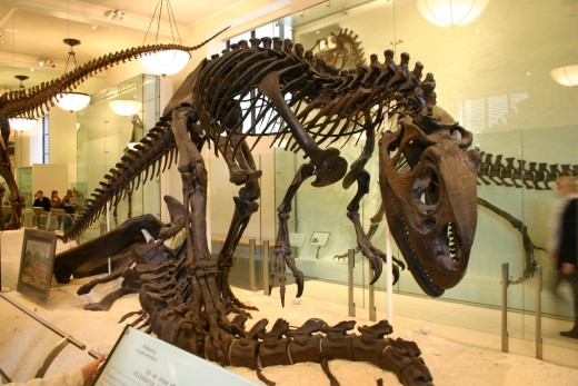 Allosaurus skeleton mounted at the American Museum Of Natural History in New York City
