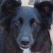 JohannTheDog profile image