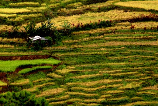a single house amidst the rice fields