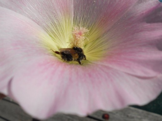 Bumble Bee in Morning Glory. ©2011 Sarah Haworth.
